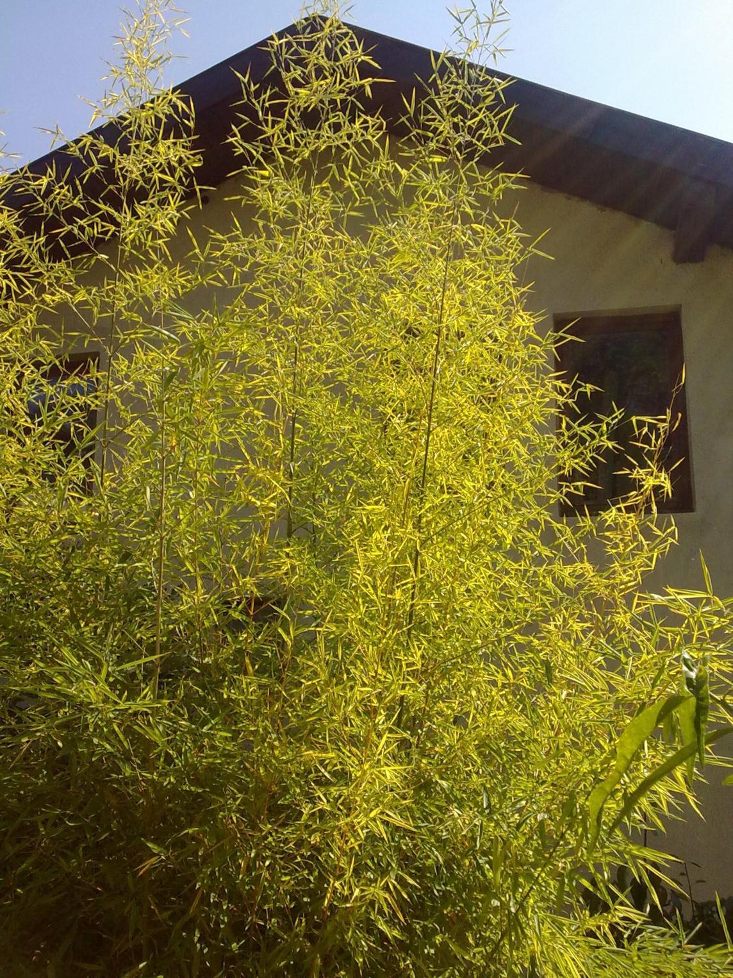 Villa Elfi Golden Sands Exterior foto